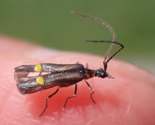 Réf. 317 998 : Malthodes marginatus